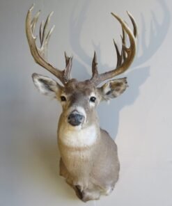Whitetail Shoulder Mount