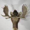 Shiras Moose Mounts
