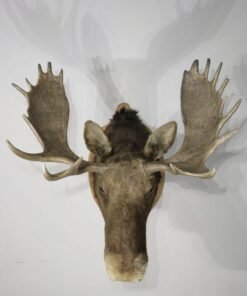 Shiras Moose Mounts