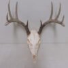 Whitetail European Mount W-125E