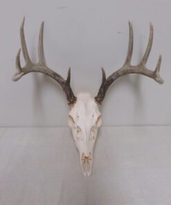 Whitetail European Mount W-125E