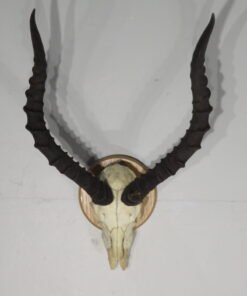 Impala European Mount On plaque.