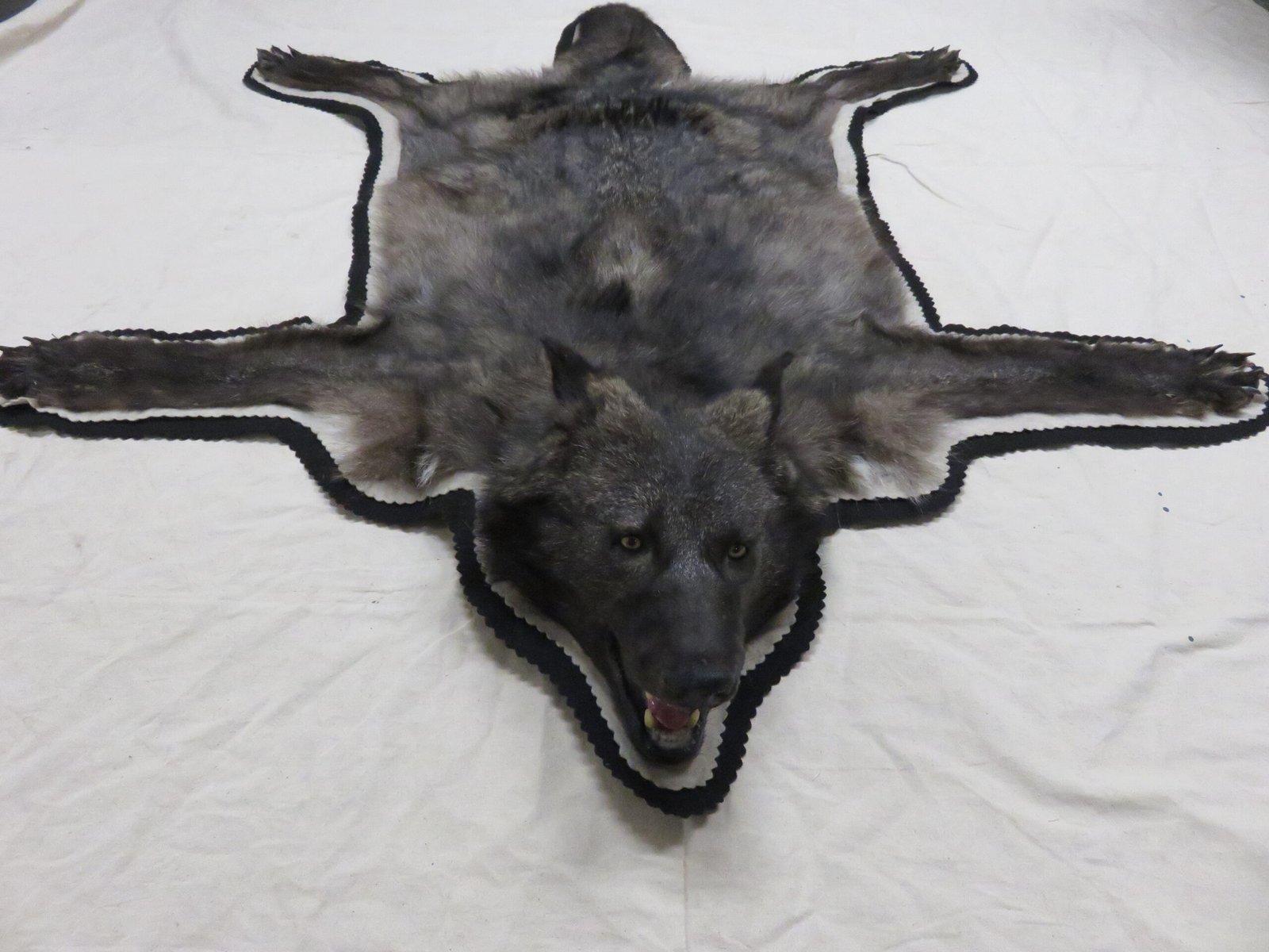 Black Wolf Taxidermy Rug