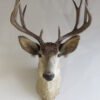 Mule Deer Shoulder Mount DM