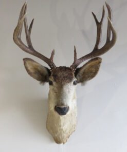 Mule Deer Shoulder Mount DM