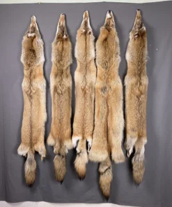 Red Coyote Hide