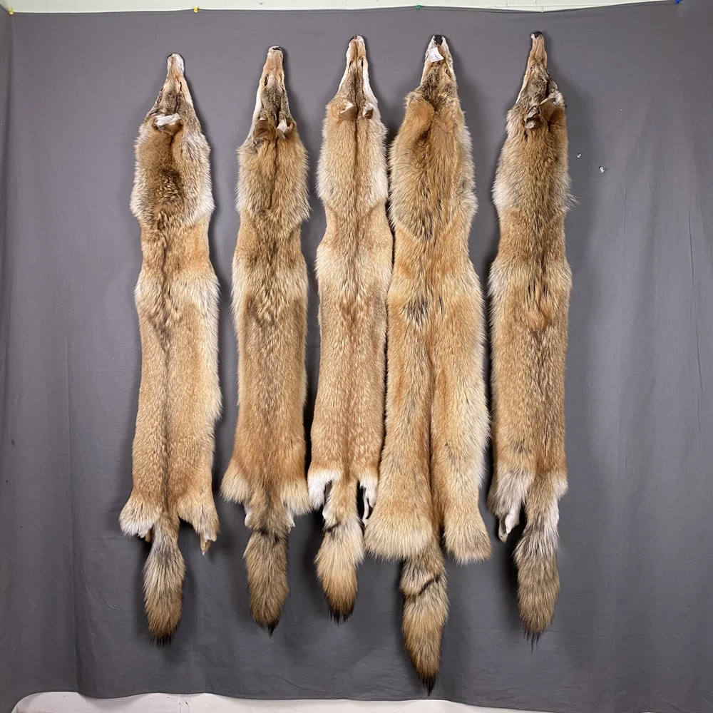 Red Coyote Hide