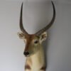 Southern Lechwe Taxidermy