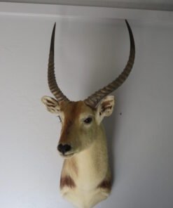 Southern Lechwe Taxidermy