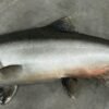 King (Chinook) Salmon Taxidermy