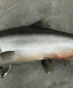 King (Chinook) Salmon Taxidermy