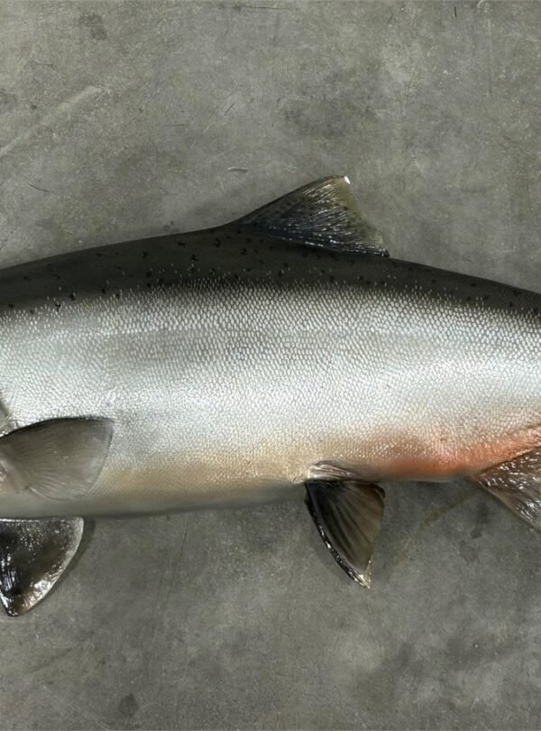 King (Chinook) Salmon Taxidermy