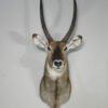 Waterbuck Taxidermy Shoulder Mount