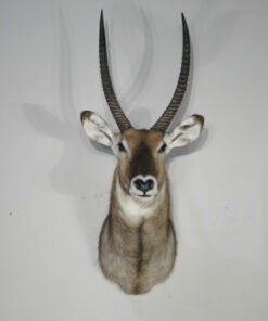 Waterbuck Taxidermy Shoulder Mount