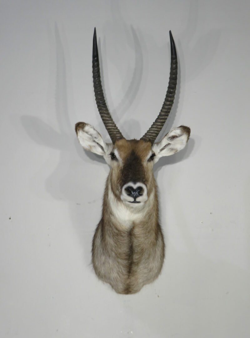 Waterbuck Taxidermy Shoulder Mount