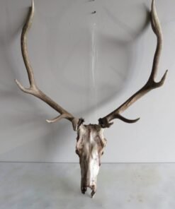 Elk European Mount E-105E