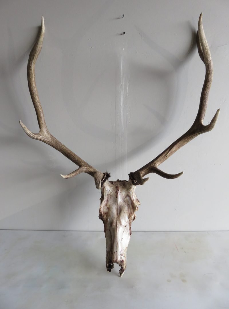 Elk European Mount E-105E