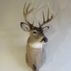 Whitetail Shoulder Mount