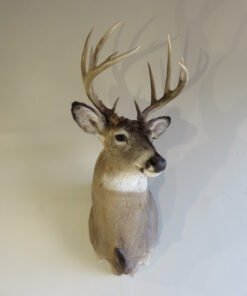 Whitetail Shoulder Mount