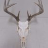 Whitetail European Mount W-124E