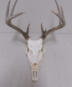 Whitetail European Mount W-124E