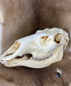 Elk Skull For Sale