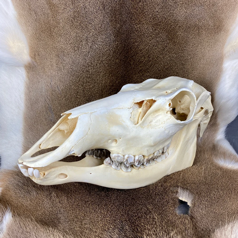Elk Skull For Sale