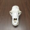 Black Bear Skull BB-105