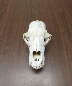 Black Bear Skull BB-105