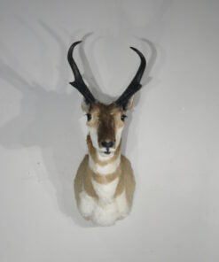 Pronghorn Taxidermy