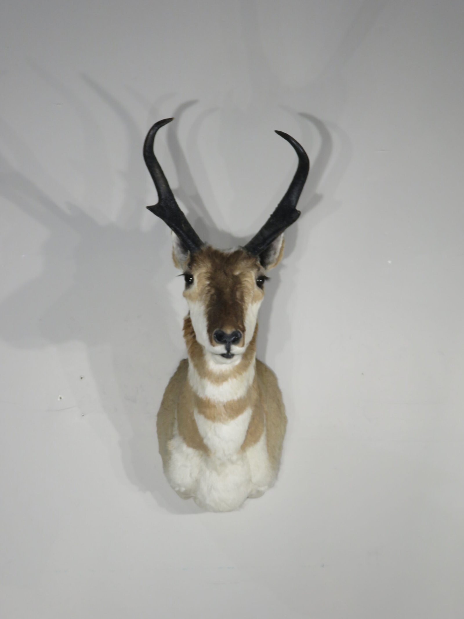 Pronghorn Taxidermy