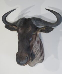 Blue Wildebeest Taxidermy Mount