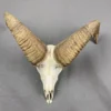 Bighorn Sheep Skull
