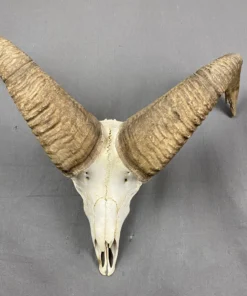 Bighorn Sheep Skull