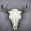Buffalo Skull For Sale