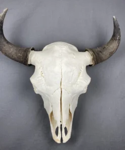 Buffalo Skull For Sale