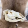 Elk Skull For Sale
