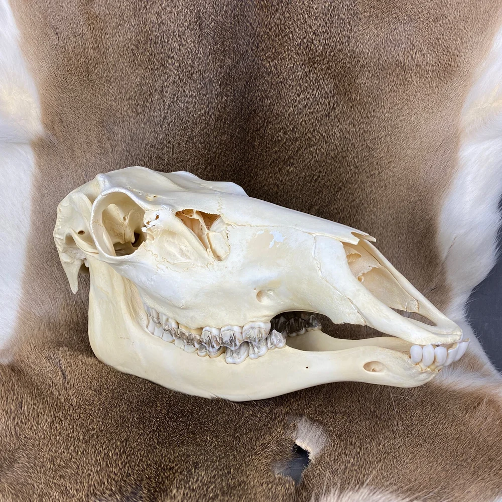 Elk Skull For Sale