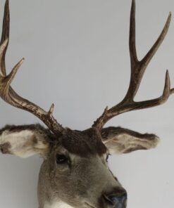 Mule Deer Shoulder Mount