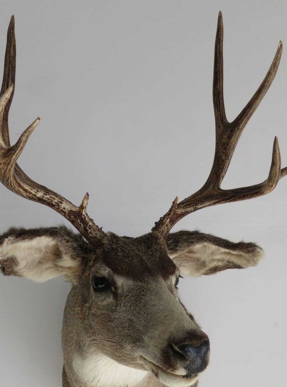 Mule Deer Shoulder Mount