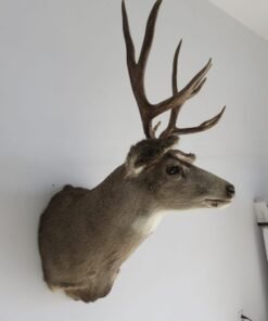 Mule Deer Shoulder Mount
