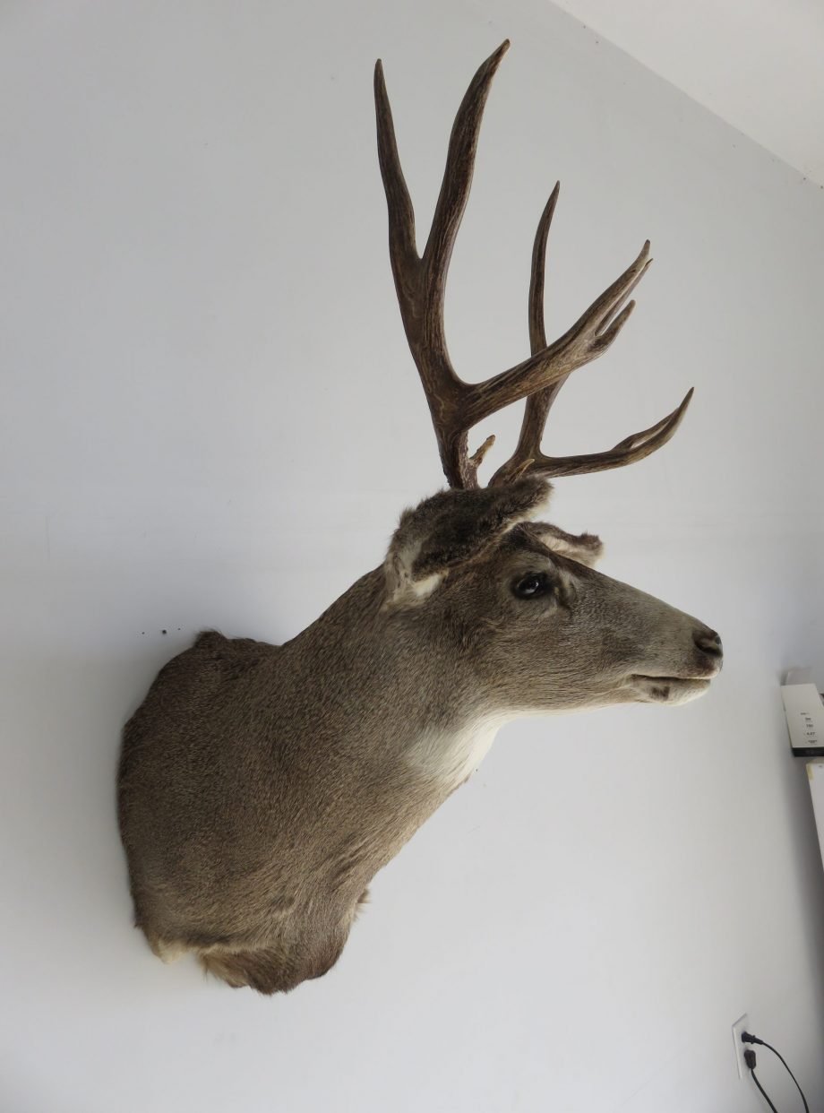 Mule Deer Shoulder Mount