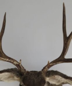 Mule Deer Shoulder Mount