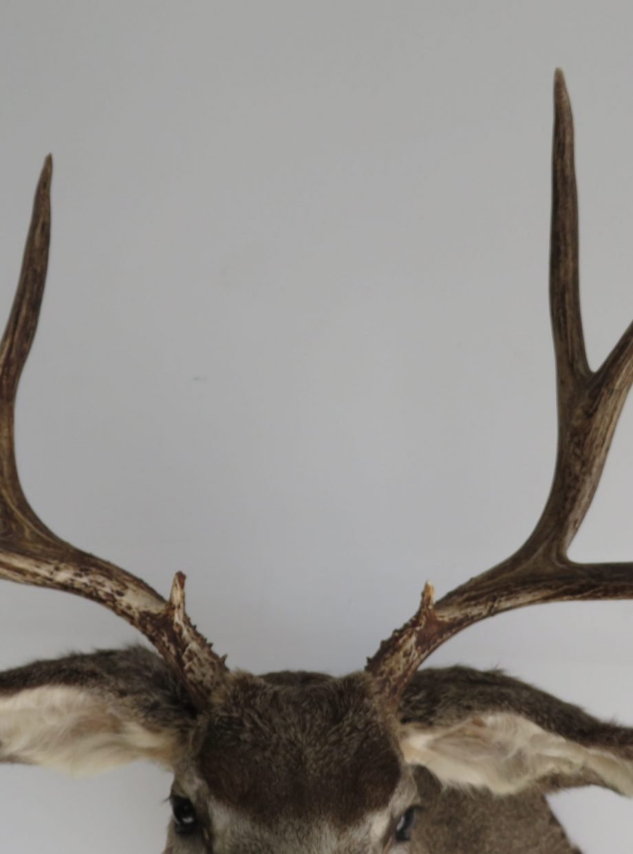 Mule Deer Shoulder Mount