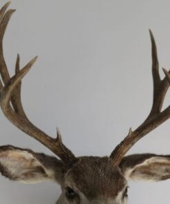 Mule Deer Shoulder Mount. M-106S