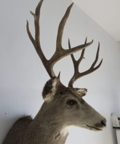 Mule Deer Shoulder Mount. M-106S