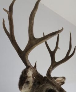 Mule Deer Shoulder Mount. M-106S