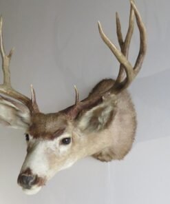 Mule Deer Taxidermy Mount. DM-111
