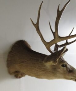 Mule Deer Taxidermy Mount. DM-111