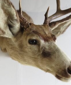 Mule Deer Taxidermy Mount. DM-111